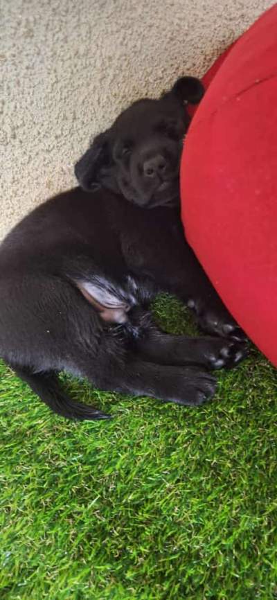 Male Black Lab - Dogs on Aster Vender