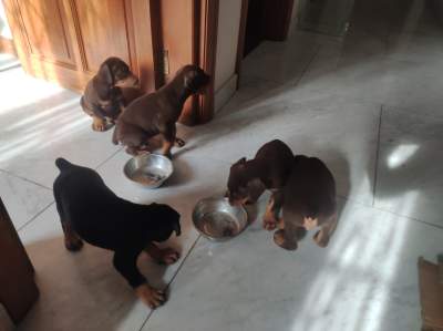 Dobermann puppies - Dogs on Aster Vender