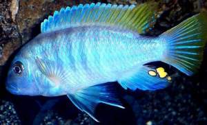 Female Ice blue cichclid  -  Aquarium fish on Aster Vender