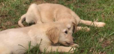 Pure golden retriever 3 months already vaccinated and dewormed - Dogs