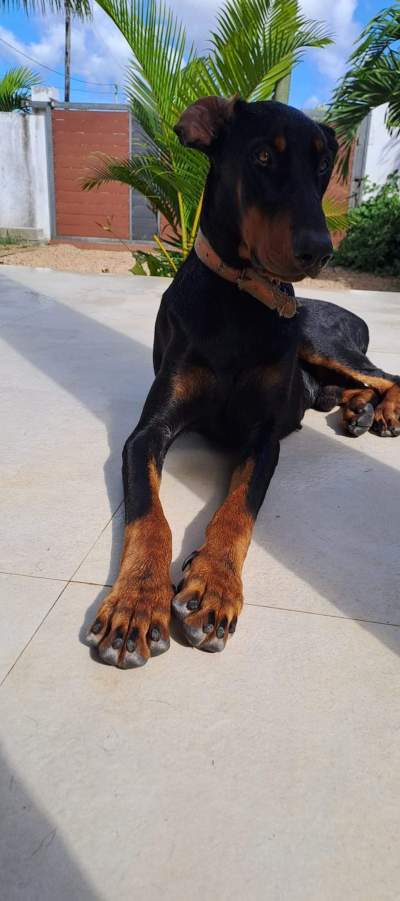 Doberman pure breed - Dogs on Aster Vender