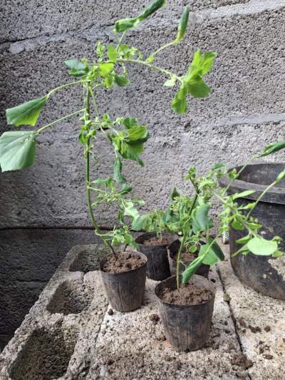 L'herbe chat - Plants and Trees on Aster Vender