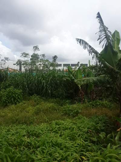 25 PERCHES SOLFERINO VACOAS - Land on Aster Vender