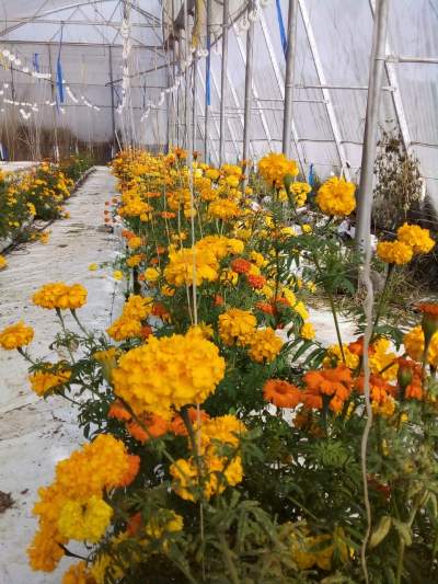 Flowers - Plants and Trees