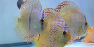 our    discus  fish are ready for  new homes -  Aquarium fish