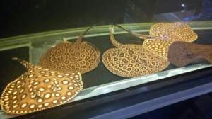 we  have  the  following stingrays  for  sale -  Aquarium fish on Aster Vender