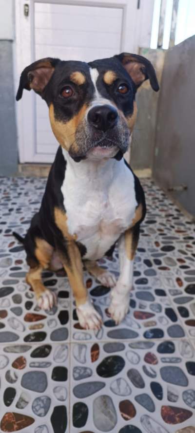 Amstaff purebreed puppies - Dogs on Aster Vender