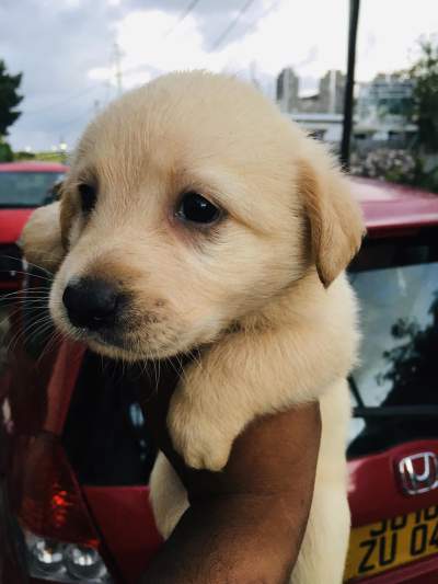 Labrador chiots - Dogs on Aster Vender