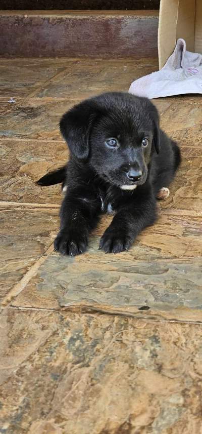 Male puppy - Dogs on Aster Vender