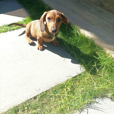 Chiot teckel - Dogs on Aster Vender