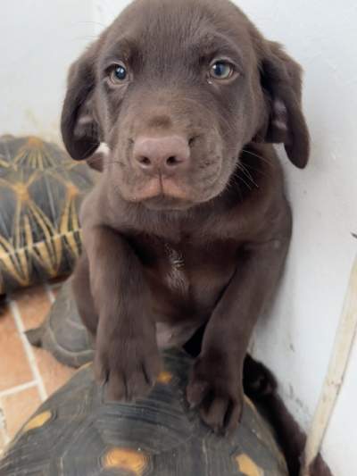 Pure Breed English Labrador Puppy - Dogs on Aster Vender