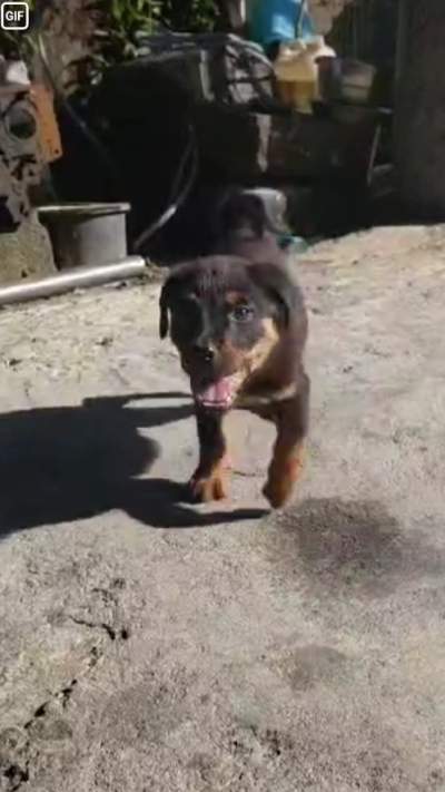 Rottweiler - Dogs on Aster Vender