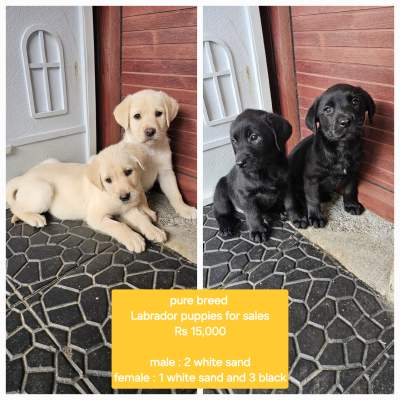 Labrador puppies - Dogs on Aster Vender