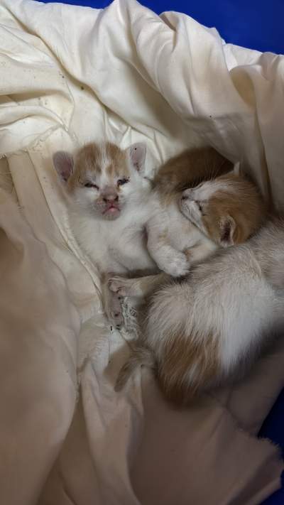 3 ginger cats for free - Cats on Aster Vender