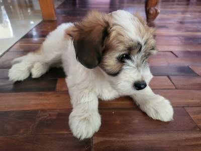 Female Griffon Nain Pure sang - Dogs on Aster Vender