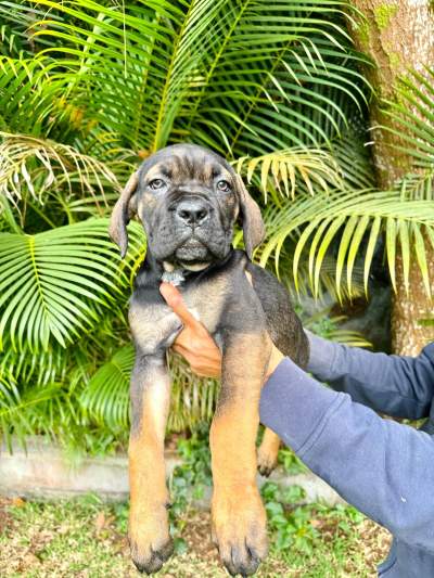 Cane Corso - Dogs on Aster Vender