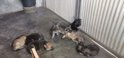 German Shepherd Puppy - Dogs on Aster Vender