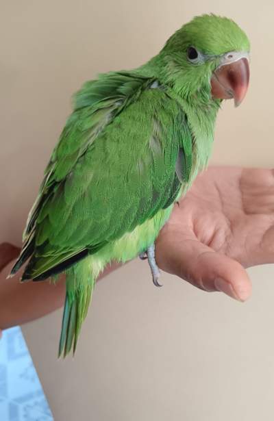 Cato vert et cockateil - Birds on Aster Vender