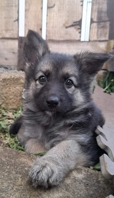 German Shepherd Puppy - Dogs on Aster Vender