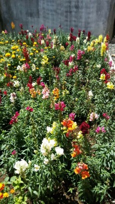 Flowers and plants  - Garden Decorations on Aster Vender