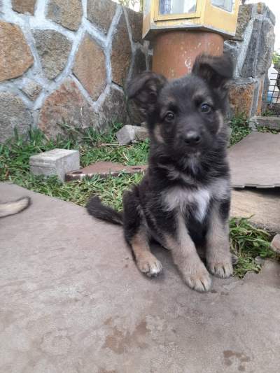 2 month old German Shepherd Puppy - Dogs on Aster Vender