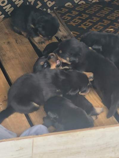 Rottweiler puppies - Dogs on Aster Vender