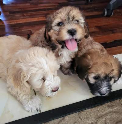 Griffon Nain Pure sang - Dogs on Aster Vender