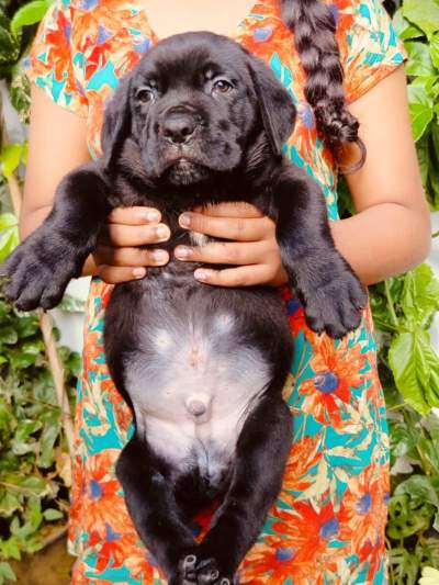 Cane Corso male puppy - Dogs on Aster Vender