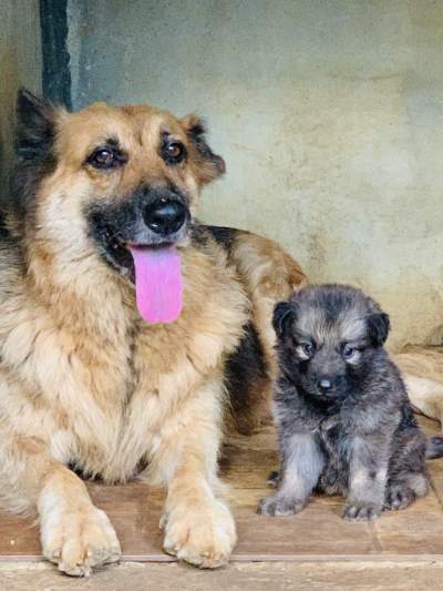 German Shepherd / Berger Allemand - Dogs on Aster Vender