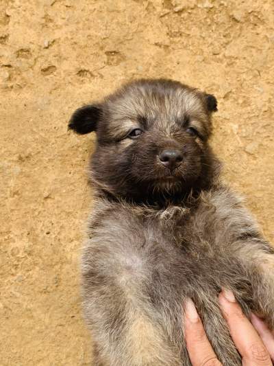 German Shepherd / Berger Allemand - Dogs on Aster Vender