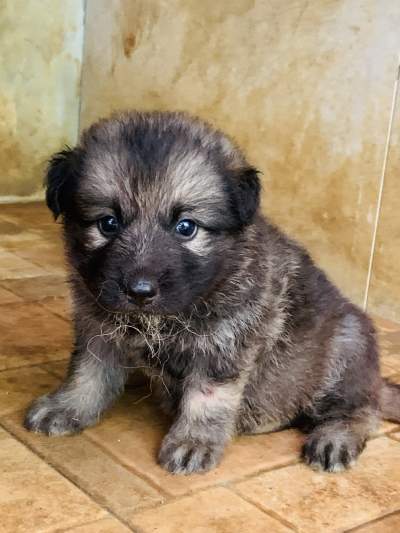 German Shepherd \ Berger Allemand - Dogs on Aster Vender