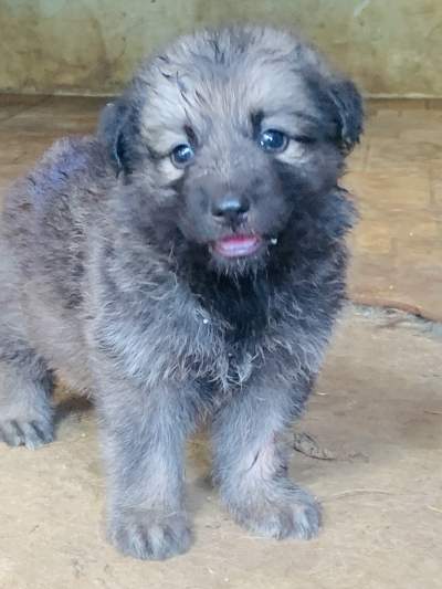 Berger Allemand German Shepherd - Dogs on Aster Vender