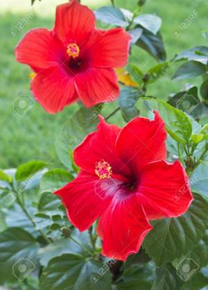 Hibiscus flower - Plants and Trees