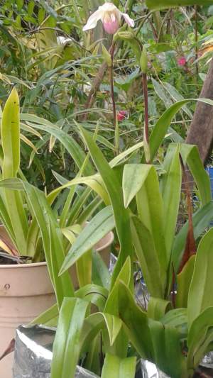 Orchidée = Sabot de vénus - Plants and Trees on Aster Vender