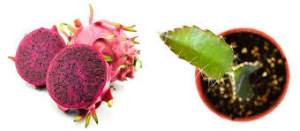 Dragon fruit - Plants and Trees