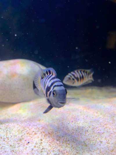 Convict cichlid -  Aquarium fish on Aster Vender