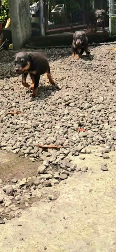 Rottweiler puppies - Dogs on Aster Vender