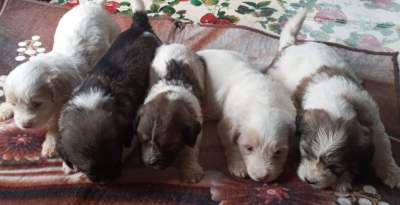 Griffon nain pur sang a vendre - Dogs on Aster Vender