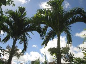 Palmiers Manilla  - Plants and Trees