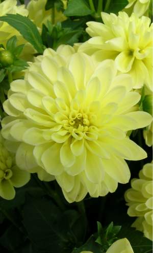 Dahlia - Plants and Trees