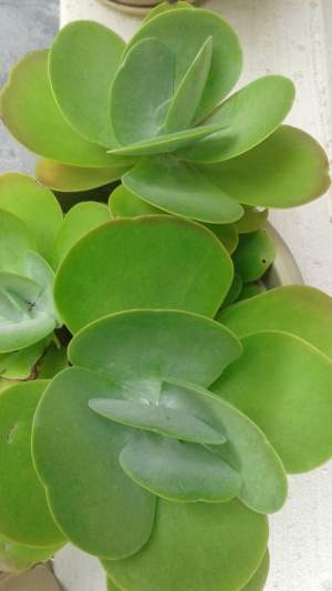 Plante corail  - Plants and Trees