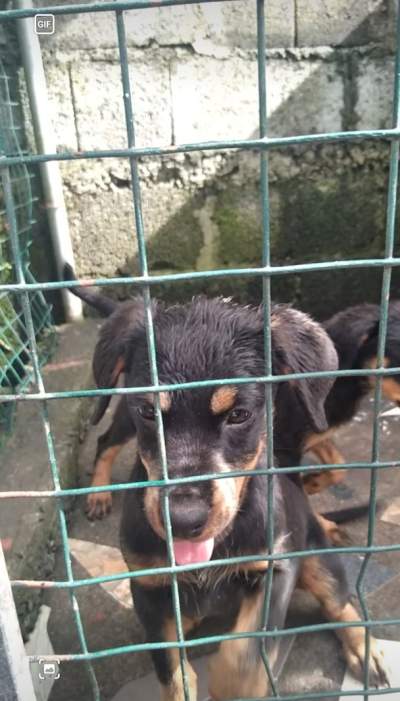 Rottweiler puppies - Dogs on Aster Vender