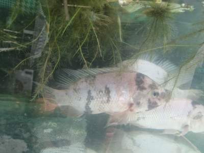 3 big berry fish for sale -  Aquarium fish on Aster Vender