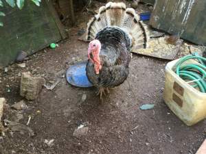 Dinde  - Birds on Aster Vender