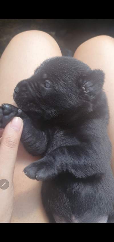 English Labrador Retriever - Dogs on Aster Vender