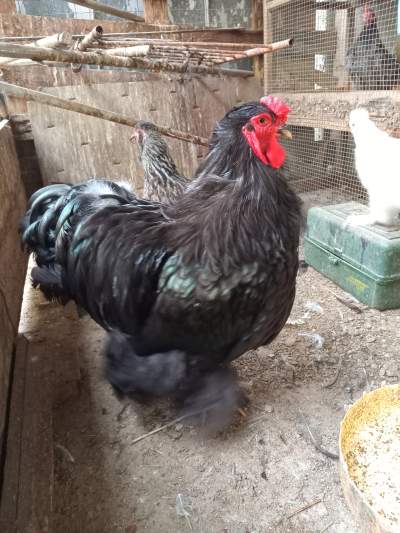 Brahma - Birds on Aster Vender