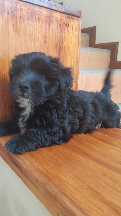 Bichons Nains - Dogs