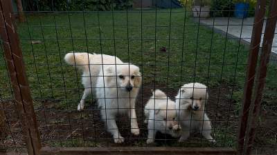 German spitz - Dogs