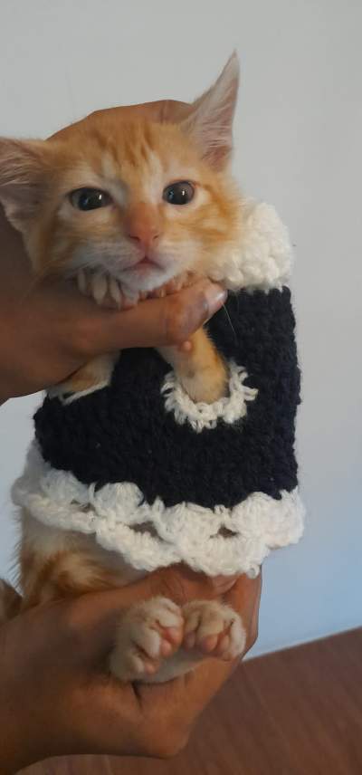 Cat - Cats on Aster Vender