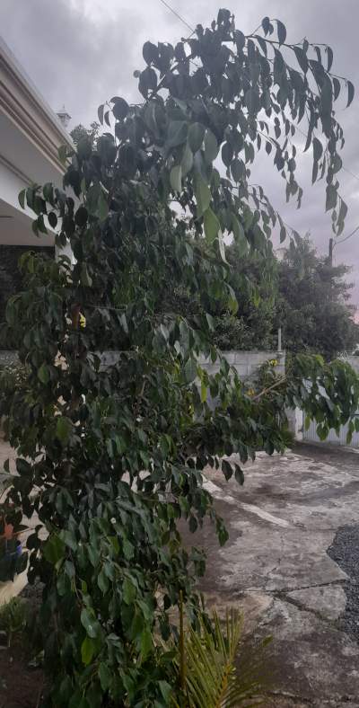 Potted plants for sale - Plants and Trees on Aster Vender